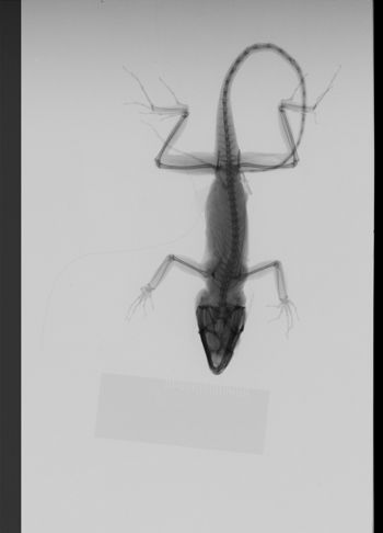Media type: image;   Herpetology R-189262